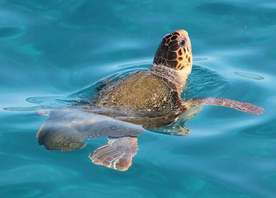 Zakynthos: Marathonisi, Cameo Island and Keri Caves Tour - Marathonisi Island, turtle-shaped beach time that feels like a reward