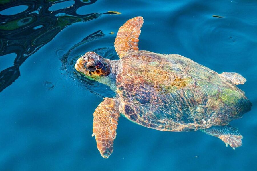 Zakynthos: Turtle Island & Keri Caves Glass-Bottom Boat Tour - Starting point at Agios Sostis Harbor, and why meeting fast matters