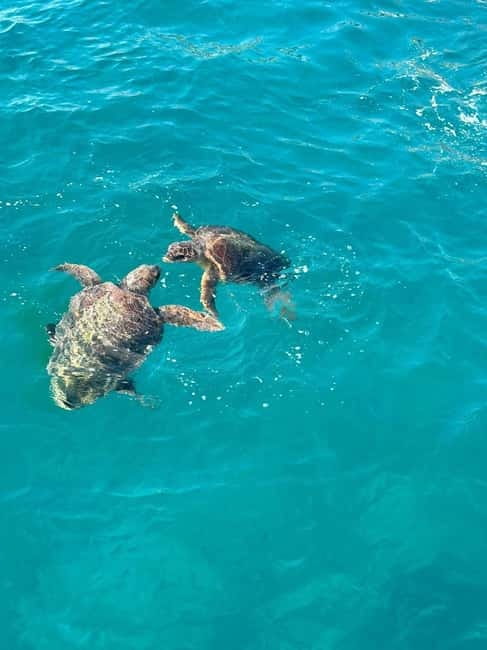 Zakynthos: Turtle Spotting Cruise with Glass-Bottom Boat - Cameo Islet: A Ten-Minute Stop With a Real Geology Story