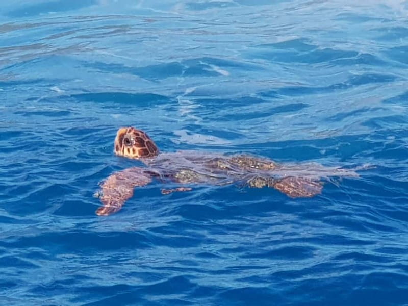 Zakynthos: Turtle Spotting Cruise with Glass-Bottom Boat - Swim Stops in Crystal-Clear Water: Turning Heat Into Relief