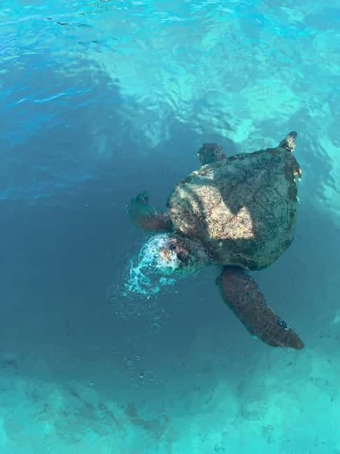 Zakynthos: Turtles, Marathonisi & Keri Caves Speedboat Tour - Speedboat Turtle Day on Zakynthos, Built for Real Sea Time